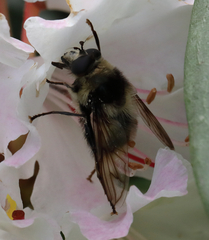 Criorhina nigripes