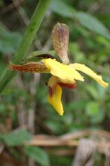 Eulophia streptopetala