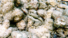 Canthigaster bennetti