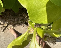Protaetia fusca