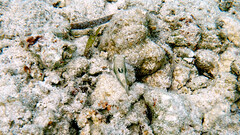 Canthigaster bennetti