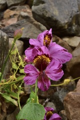 Alstroemeria magnifica