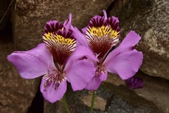 Alstroemeria magnifica