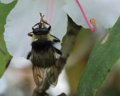 Criorhina nigripes