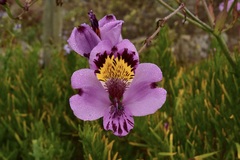 Alstroemeria magnifica
