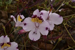 Alstroemeria magnifica