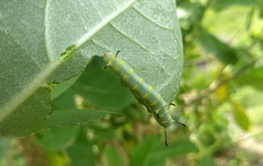 Danaus