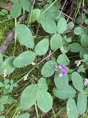 Lespedeza frutescens