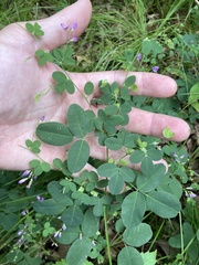 Lespedeza frutescens