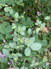 Lespedeza frutescens