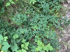 Lespedeza frutescens