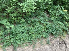 Lespedeza frutescens