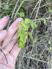 Clematis pauciflora
