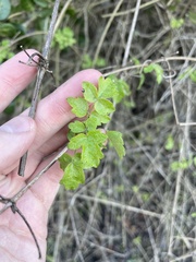 Clematis pauciflora