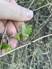 Clematis pauciflora