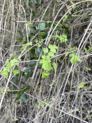 Clematis pauciflora