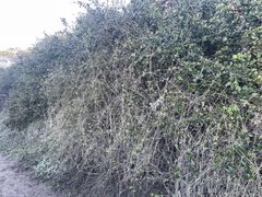 Clematis pauciflora