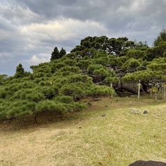 Pinus luchuensis