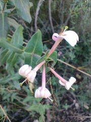Lonicera implexa