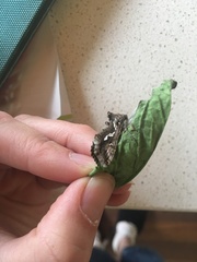 Chrysodeixis argentifera