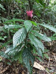 Justicia carnea