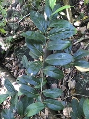Cryptocarya foetida