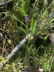Pontederia cordata