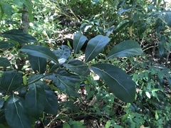 Cryptocarya foetida