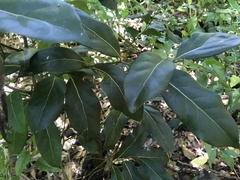 Cryptocarya foetida