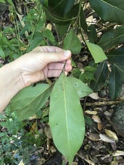 Cryptocarya foetida