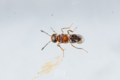 Encyrtus