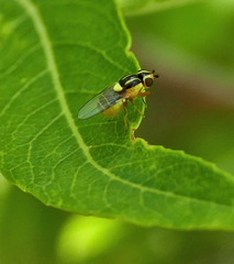 Thaumatomyia glabra