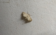 Parapoynx crisonalis