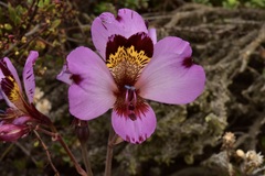 Alstroemeria magnifica