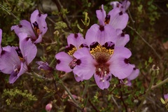 Alstroemeria magnifica