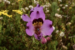 Alstroemeria magnifica