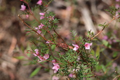 Boronia floribunda