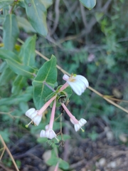 Lonicera implexa