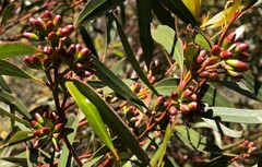 Eucalyptus leptophylla