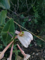 Lonicera implexa