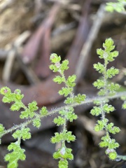 Phacelia distans