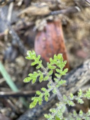 Phacelia distans