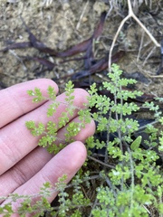 Phacelia distans