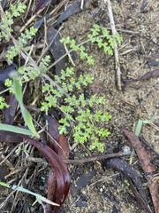 Phacelia distans