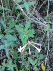 Lonicera implexa