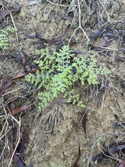 Phacelia distans