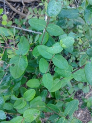 Lonicera implexa