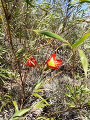 Hippeastrum glaucescens