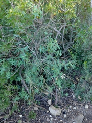Lonicera implexa