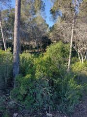 Lonicera implexa